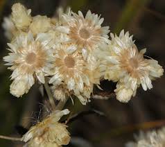 Image result for Pseudognaphalium oligandrum