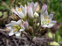 Image result for Nothoscordum borbonicum
