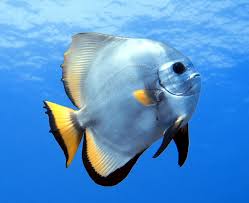 Image result for Rytigynia orbicularis