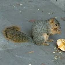 The flowers come in a variety of colors from blue pink, and purples to yellow, cream, and white. Deer And Rodent Resistant Flower Bulbs