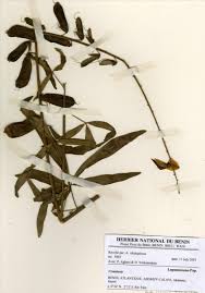 Image result for Crotalaria bongensis