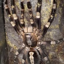 Image result for Centema subfusca