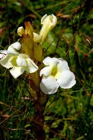 Image result for Harveya