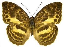 Image result for Hypselodelphys scandens