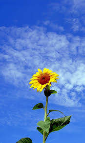 Please contact us if you want to publish a sunflower phone wallpaper on our site. Sunflower Wallpaper For Phone Hd 480x800 Download Hd Wallpaper Wallpapertip