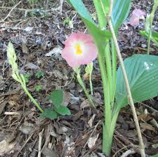 Image result for Siphonochilus rhodesicus