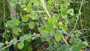 Image result for Abutilon indicum