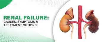 Image result for Renal Function