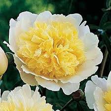 Maybe you would like to learn more about one of these? Primevere Peony Early And Extra Large Up To 8 In Across Colorful Garden Planting Flowers Peonies