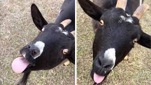 Goat Wiggles Tongue And Pulls Funny Face - YouTube