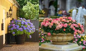 Great savings free delivery / collection on many items. 12 Beautiful Shrubs To Grow In Pots