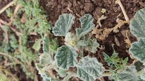 Image result for Chrozophora plicata