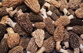 We did not find results for: World S Most Expensive Mushroom To Receive Gi In India