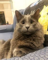 Belarus The Cat On Instagram Good Morning What Should We Get Up To Today Ps We Re Thinking About Filming Another Episo In 2020 Dog Games Cats Cute Animals