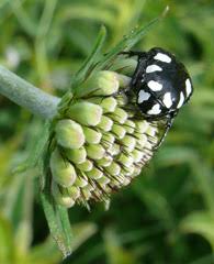 Image result for Scabiosa drakensbergensis