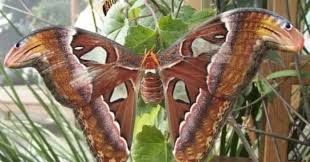 Maybe you would like to learn more about one of these? Tipe Dari Fauna Bagian Barat Tengah Dan Timur