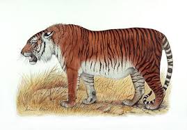 These Are The 11 Extinct Animals On The List To Be Brought Back To Life Animais Extintos Animais Tigre Do Caspio
