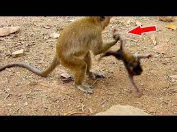 The Most Pitiful Baby Monkey Daniela Got Hurt Every Day Youtube