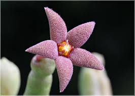 Image result for Piaranthus atrosanguineus