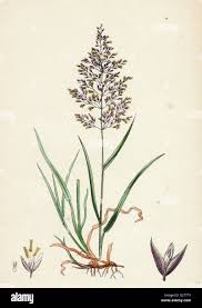 Image result for Agrostis