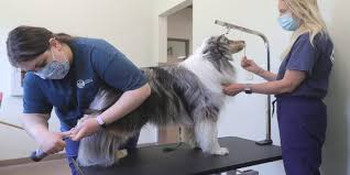 Places malvern, pennsylvania pet servicekennel wagsworth manor pet resort jobs. Quarantine Puppies Owners Flock To Pet Focused Businesses