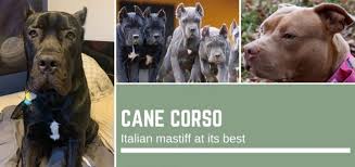 Shop for italian mastiff art from the world's greatest living artists. Cane Corso Italian Mastiff At Its Best Your Mastiff