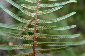 Image result for Gleichenia