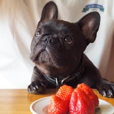 Bekijk onze french bulldog pics selectie voor de allerbeste unieke of custom handgemaakte items uit onze shops. 10 Best Fruits That Your French Bulldog Needs To Eat