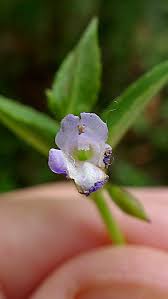 Image result for Torenia thouarsii