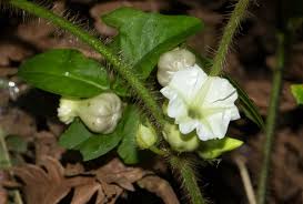 Image result for Lepistemon owariensis