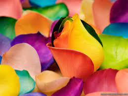 Follow the vibe and change your wallpaper every day! Colorful Flowers Wallpaper 1024x768 78171