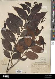 Image result for Aphanamixis