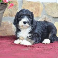 F1b bernedoodle is a backcrossed dog. Cali F1b Bernedoodle Puppy For Sale In Ohio Bernedoodle Puppy Puppies Bernedoodle