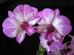 Dendrobium Clown Feathers Orchid Flower Pink Orchids Orchid Care