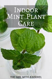 You can easily grow mint plants indoors in pots filled with soil, or in water bottles. Indoor Mint Plant Care For Year Round Mint Mint Plant Care Growing Mint Indoors Mint Plants