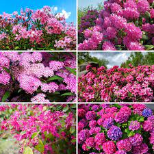 There are many varieties of flowe. 26 Gorgeous Pink Flowering Shrubs For Your Garden Diy Crafts