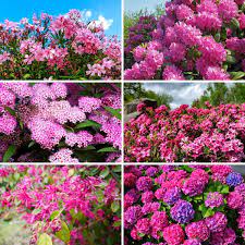 Rare green hoya carnosa perennial flower 5 seeds uk seller. 26 Gorgeous Pink Flowering Shrubs For Your Garden Diy Crafts