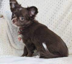 Chihuahua Patchi Victory Acres Jasper Mo 950 Chihuahua Love Puppies Cute Animals