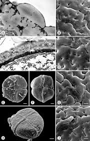 Image result for Uvariastrum germainii