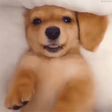Is anything better than seeing their sweet face? Adorable Animated Puppy Gifs