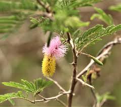 Image result for Mimosa mossambicensis