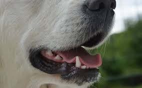 Clean at home no anesthesia. How To Keep Your Dog S Teeth Clean In Between Veterinary Visits