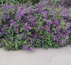 Image result for Hardenbergia