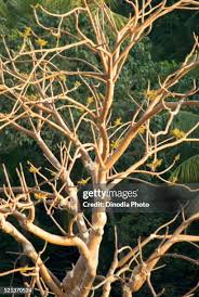 Image result for Sterculia quinqueloba