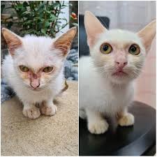 Cat Returned to Shelter for Wanting to Sleep with Owners