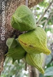 Image result for Annona muricata
