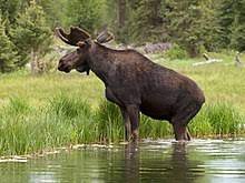 (and i know there is one for you). Moose Wikipedia