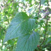 Image result for Plectranthus chimanimanensis