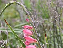 Image result for Gladiolus crassifolius