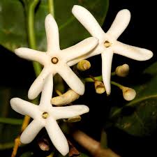 Image result for Crotalaria phylicoides